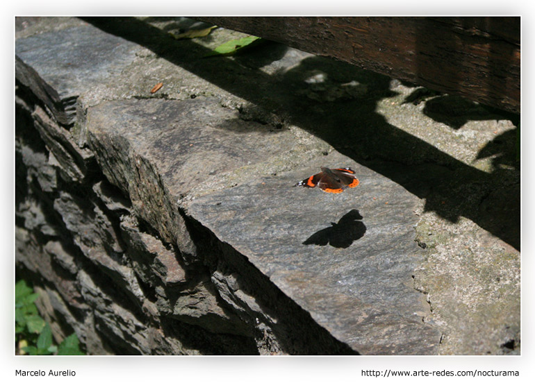Aterrizaje - Mariposa en Queralbs - Girona - Catalunya