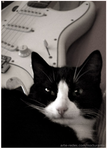 El Gato Blues