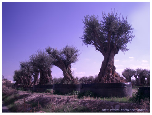 Olivos