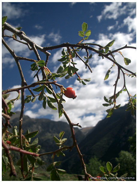 Rosa Mosqueta - Queralbs - Girona