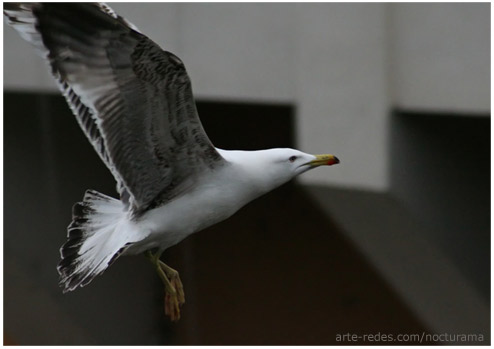 Gaviota desde un puente en Girona