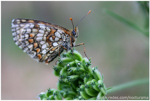 Mariposa - Queralbs - Girona - Catalunya