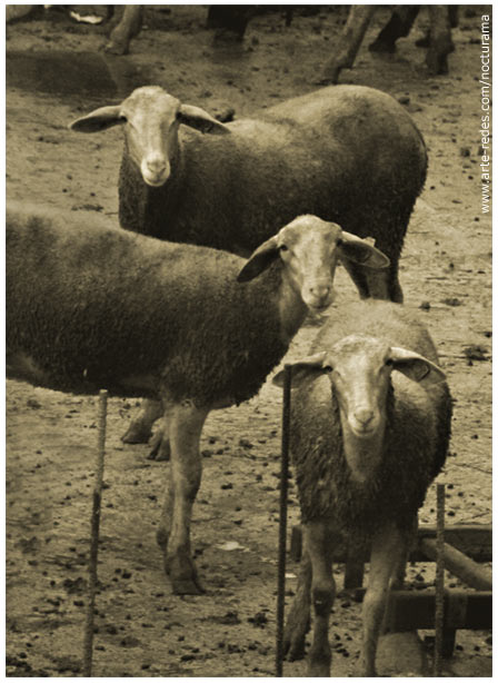 Miradas - Campdevanol - Girona