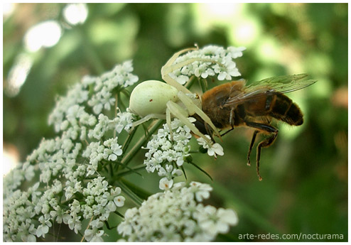 La trampa en la flor -  Queralbs - Girona