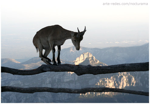 Cabra salvatge (Capra hispanica) - Parque Natural dels Port - Mont Caro (1447 metros) - Tarragona 