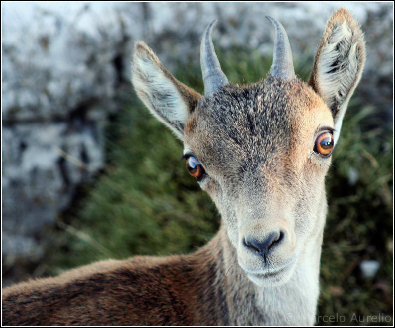 Mirada - Cabra salvatge (Capra hispanica) - Parque Natural dels Port - Mont Caro (1447 metros) - Tarragona