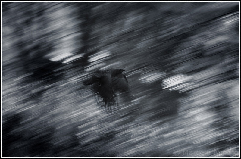 El cuervo - The raven - Passau, Alemania