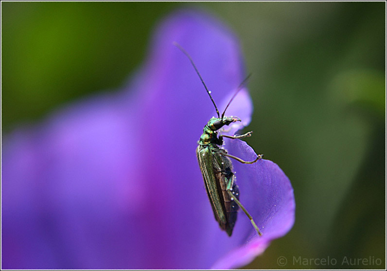 OEDEMERA NOBILIS (hembra) - La Floresta - Barcelona