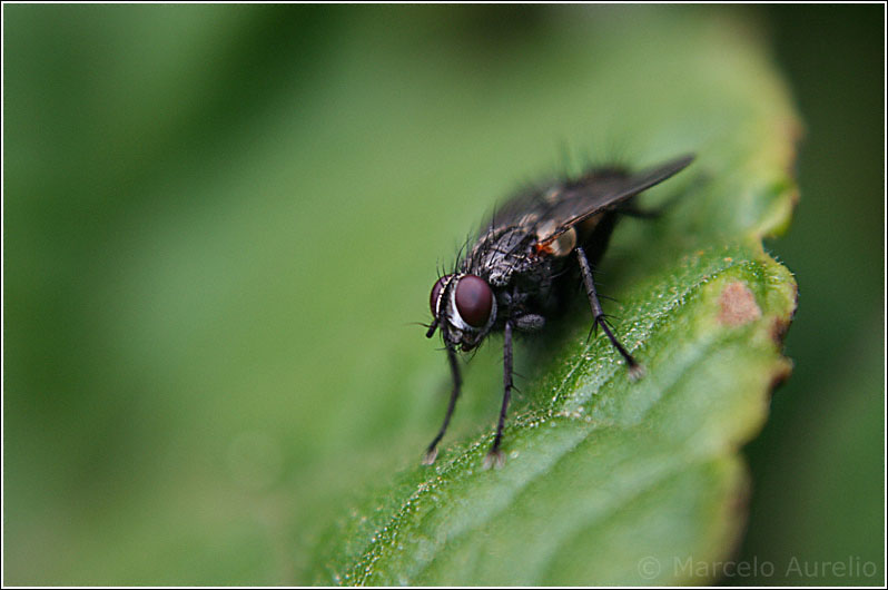 Mosca - La Floresta - Barcelona
