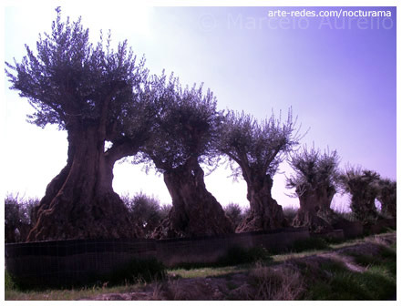 Olivos