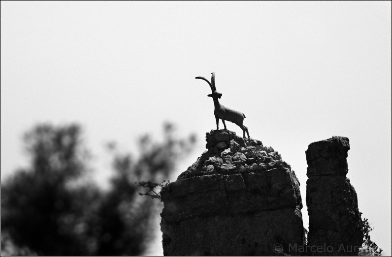 Cabra hispánica - Parc Natural dels Ports - Tarragona - Catalunya