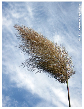 Al viento