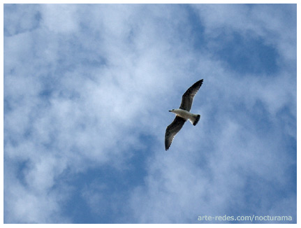 gaviota sobre barcelona