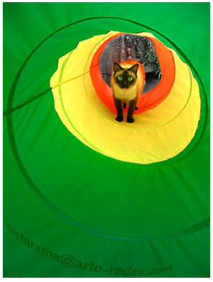ojo de gato