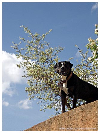 Blues del perro - Pappo - perro de La Floresta, Barcelona 