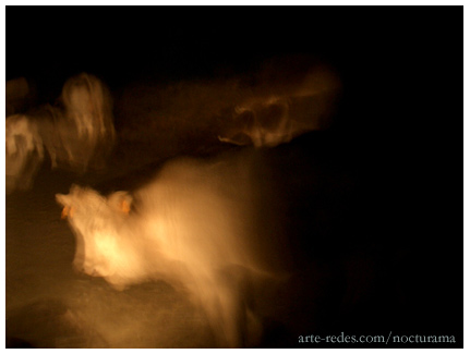 vacas, apariciones en las montañas de noche, Pirineos