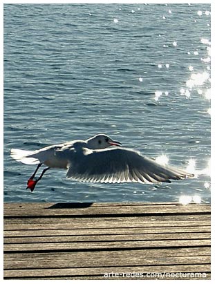 el pájaro se desampara en su vuelo, -juan gelman-, Barcelona