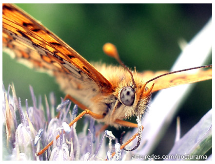 Otras miradas - Mariposa en la montaña - 