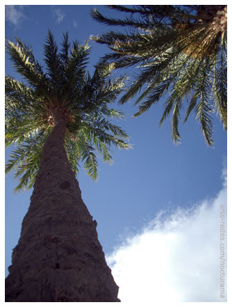 Sobre las palmeras - Premià de Mar, Barcelona