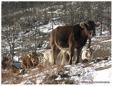 vacas en La Ruira, Queralbs