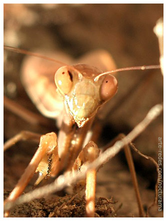 pequeño Saltamontes en Santa Coloma de Farnés.