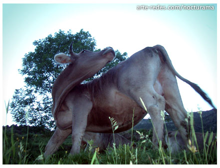 Vaca en Queralbs