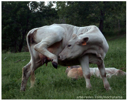 Otra vaca haciendo gimnasia en el jardín de Ferrán